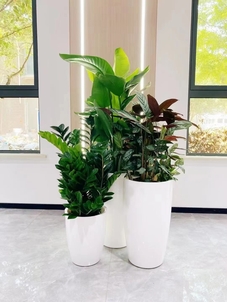 “宁波奉化花卉租赁价格验